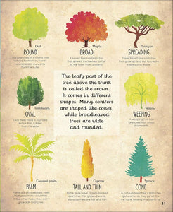 The Magic And Mystery Of Trees